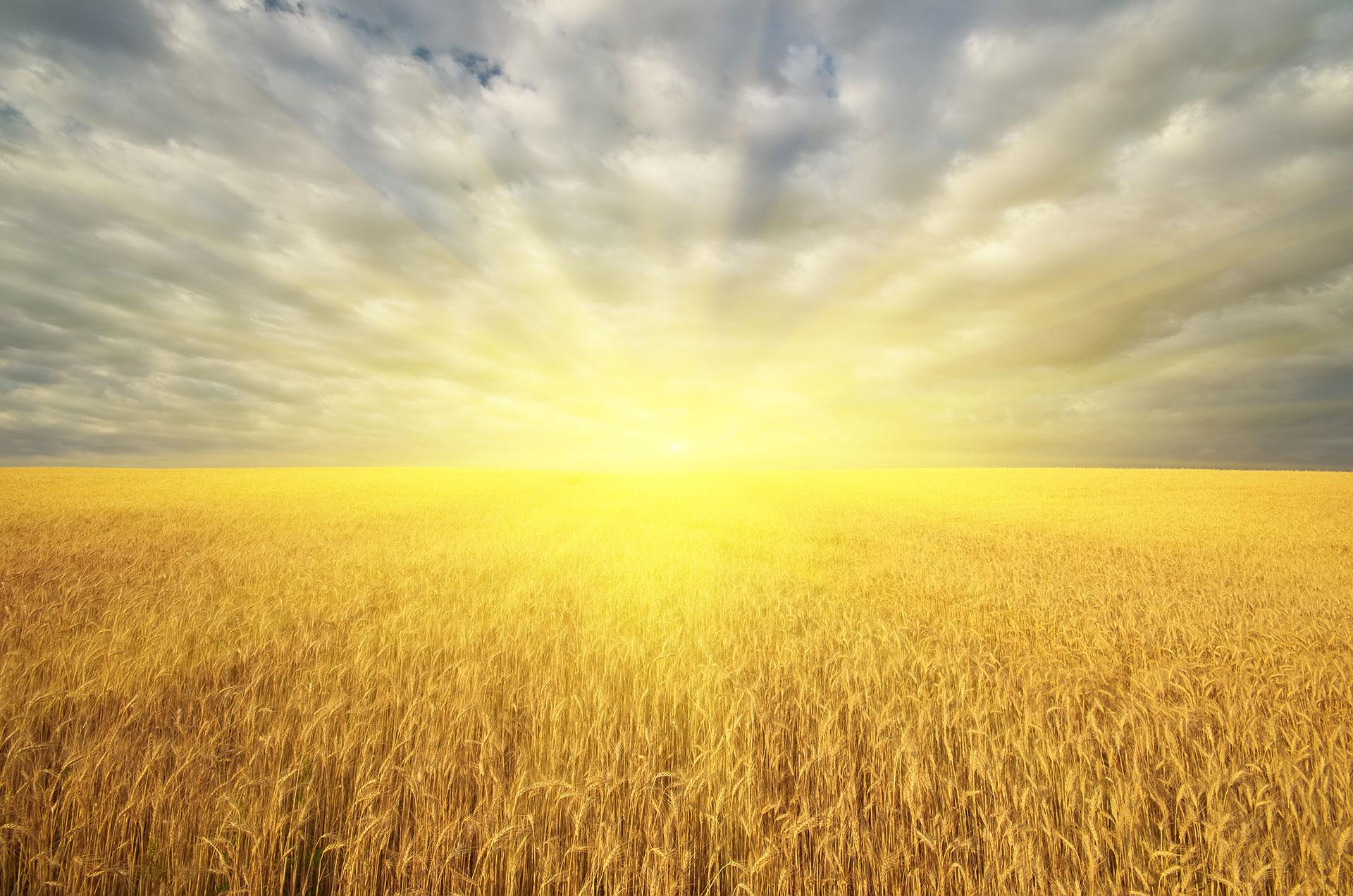 meadow of golden wheat and big sunshine